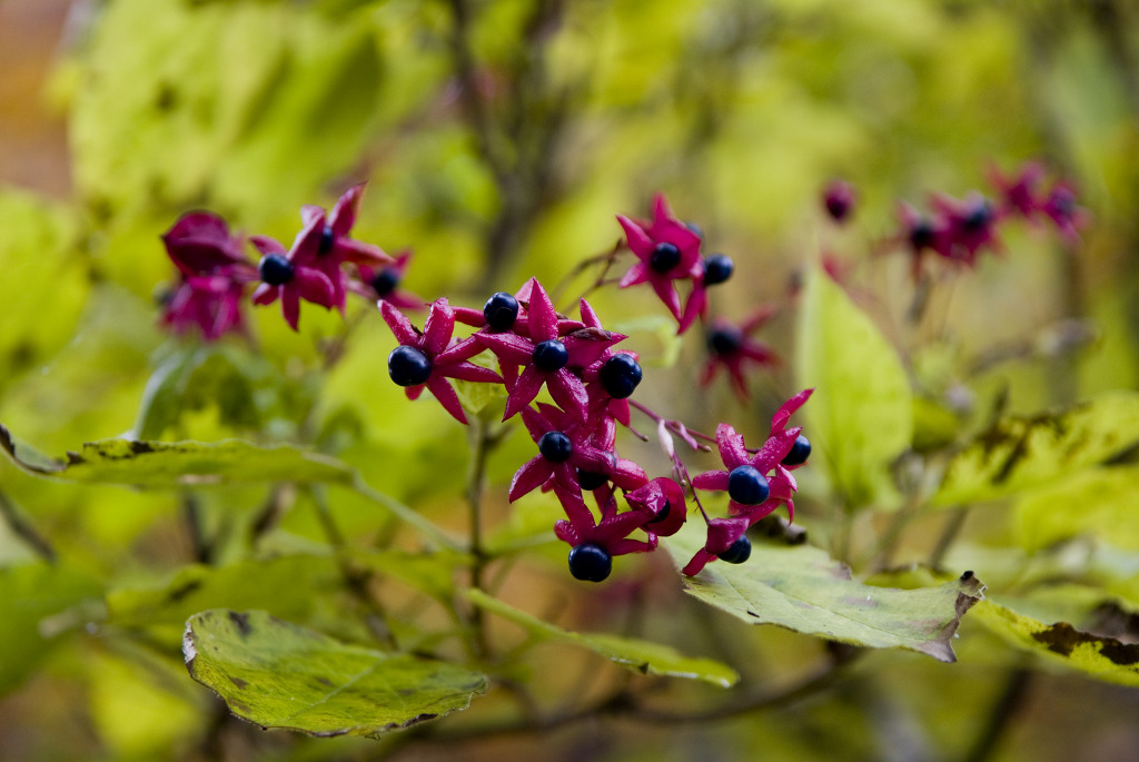 DSC_0074.jpg
