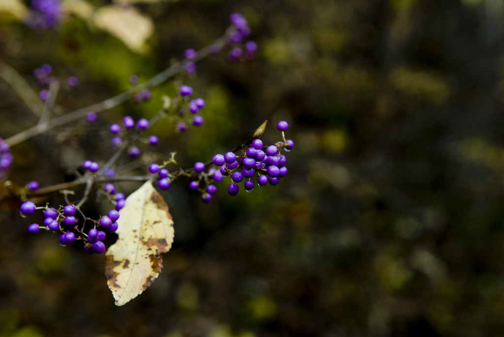 DSC_0084.jpg