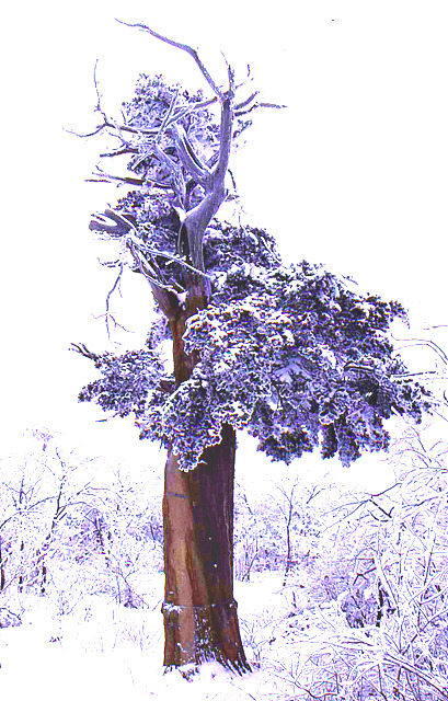 설경과~1.JPG